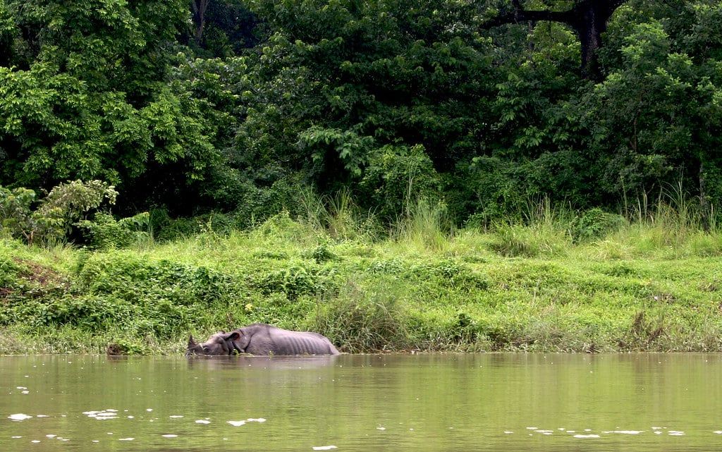 A one-horned rhinoceros wades along the forested edge of the Rapti River in Chitwan National Park.