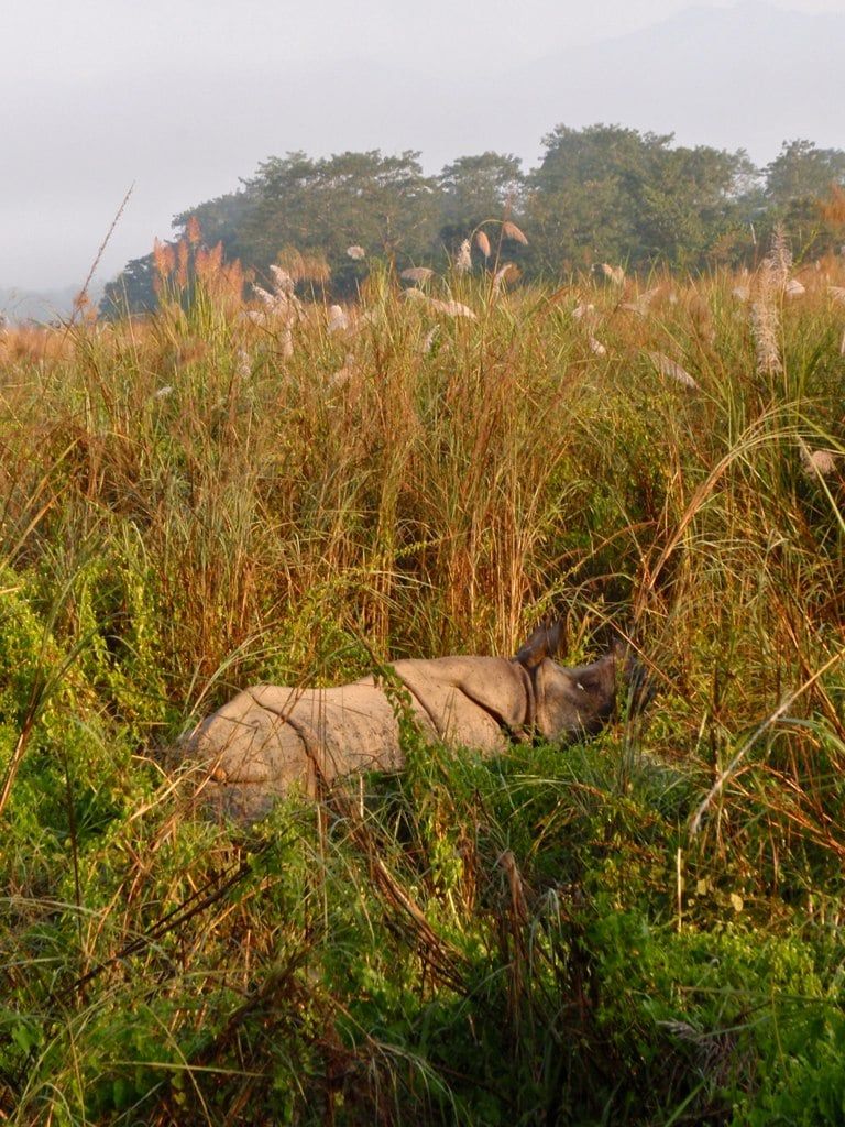 A greater one-horned rhinoceros rests in the tall elephant grass of Chitwan National Park.