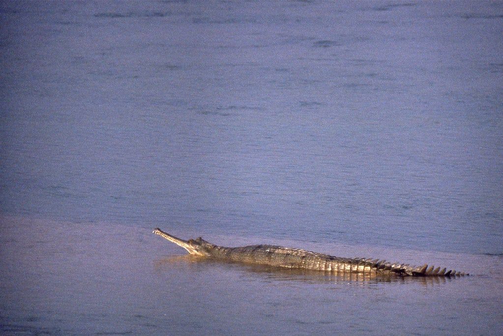 A wild gharial rests on a sandbank along the Rapti River in Chitwan National Park.