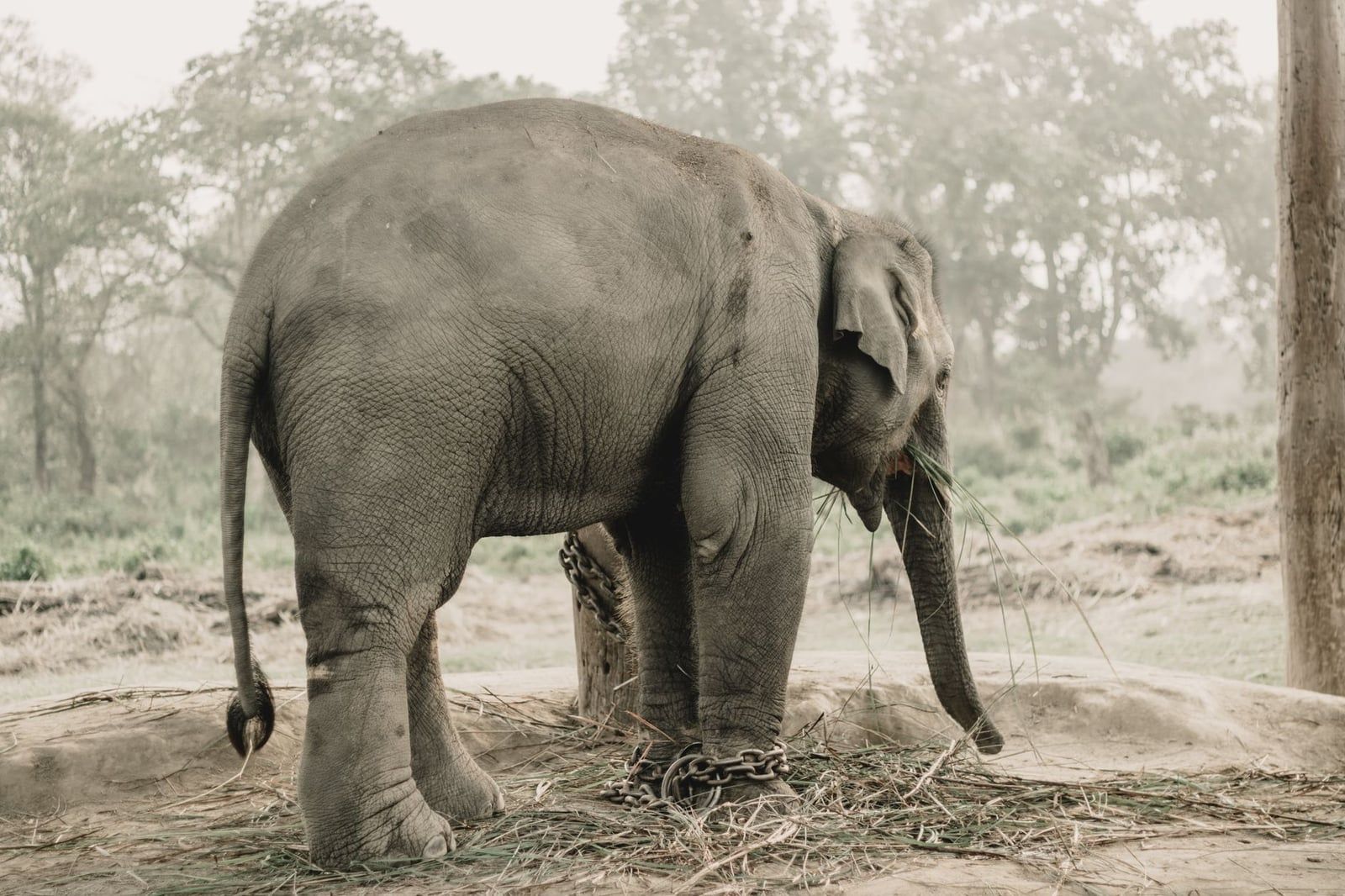 An Asian elephant stands tethered by leg chains while feeding on grass in Chitwan National Park, Nepal.