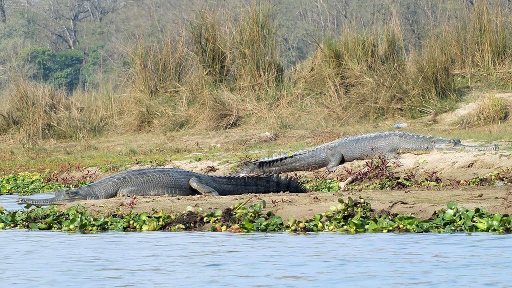 Two gharial crocodiles bask on a sandy riverbank along the water in Chitwan National Park.