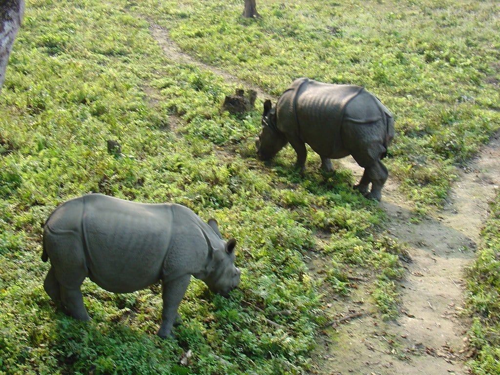 Two greater one-horned rhinoceroses grazing along a grassy trail in Chitwan National Park, Nepal.