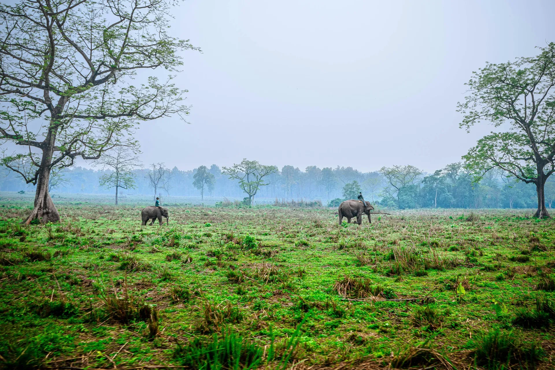Chitwan-Nationalpark